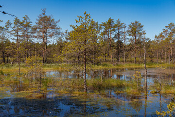 Fototapeta na wymiar Bog forest park at swampland. Northern Europe, Estonia, Viru. Fall season.