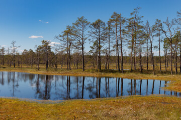 Bog forest park at swampland. Northern Europe, Estonia, Viru. Fall season.