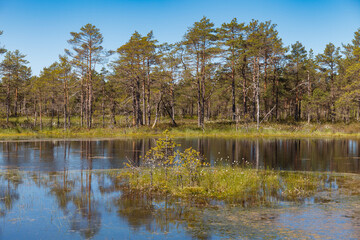 Bog forest park at swampland. Northern Europe, Estonia, Viru. Fall season.