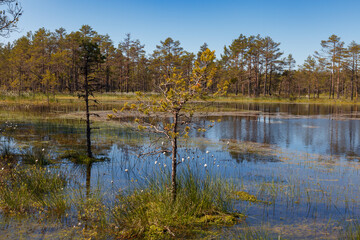 Fototapeta na wymiar Bog forest park at swampland. Northern Europe, Estonia, Viru. Fall season.