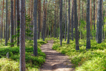 Obraz premium Inside the Nothern European pine forest with a path