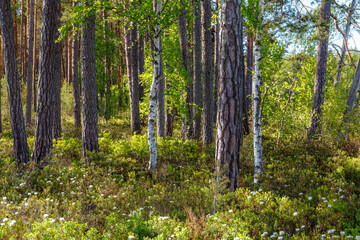 Inside the Nothern European pine forest