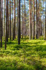 Fototapeta na wymiar Inside the Nothern European pine forest