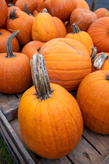 Pumpkins for sale at market