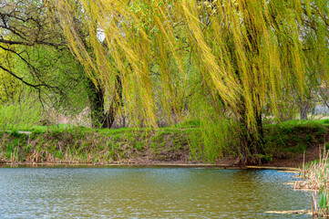 Willow over the water. A tree on the shore of the lake, a spring landscape.