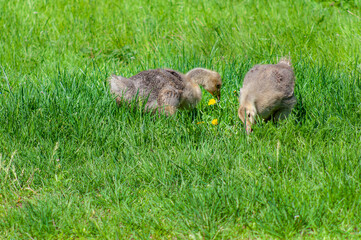 Two goslings in green grass. Goose chick grazing in a spring meadow