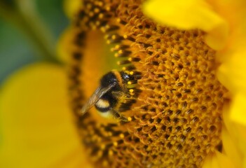 bumblebee on sunflower