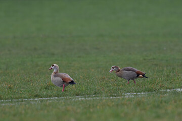 Egyptian goose Alopochen aegyptiaca, an invasive species for France