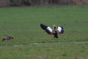 Egyptian goose Alopochen aegyptiaca, an invasive species for France