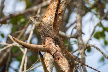 A lizard on the branch in Sri Lanka