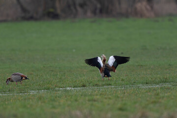 Egyptian goose Alopochen aegyptiaca, an invasive species for France