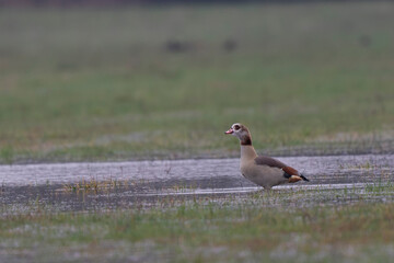 Egyptian goose Alopochen aegyptiaca, an invasive species for France