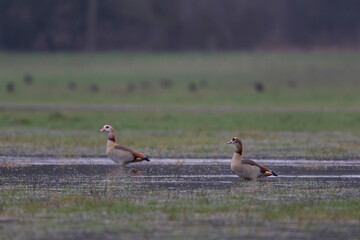 Egyptian goose Alopochen aegyptiaca, an invasive species for France