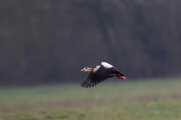 Egyptian goose Alopochen aegyptiaca, an invasive species for France