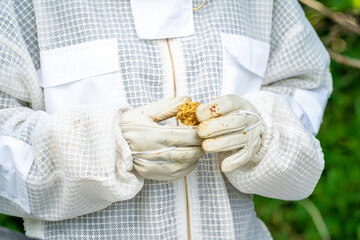 beeswax in the hand of a beekeeper in a protective suit