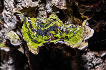 Inedible Mushroom on the tree