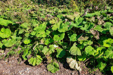 Large green leaves leaf butterbur (Petasites officinalis) of a garden plant