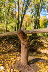 Chained tree, symbolizing the defense of the forests. Environmental concept. Padlock on tree