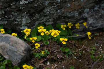Fjellfiol (Viola biflora)