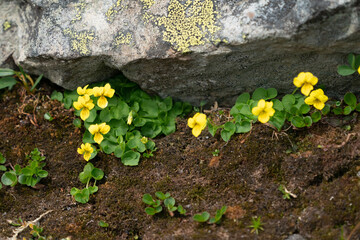 Fjellfiol (Viola biflora)