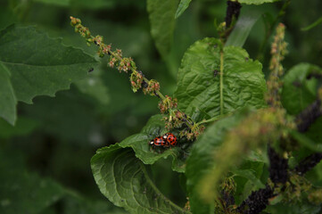 ladybird on a leaf