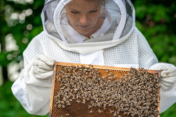Beekeeper inspects bees in a protective suit