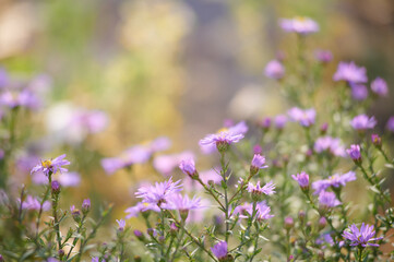 New York aster close up on blurred background.