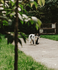 two cats on the sidewalk 