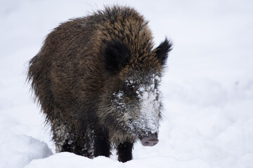 A big brown wild boar in the snow