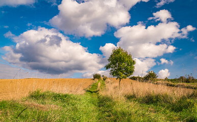 Autumn landscape with trees on a yellow meadows and blue, cloudy sky