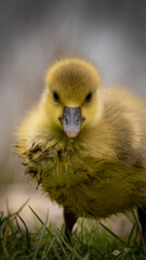 Little yellow baby duck, chick