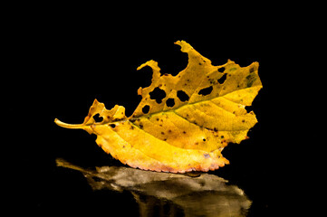 Yelow fall leaf foliage on a black background