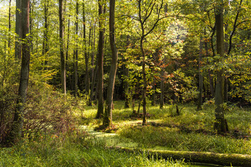 Puszcza Niepołomicka forest wetlands with trees