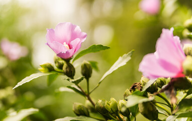 Pink flower hibiscus on a green background