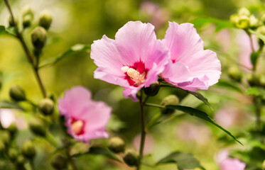 Pink flower hibiscus on a green background