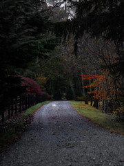 Naklejka premium Autumn Road