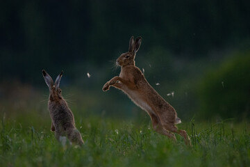 Fighting brown hares in a meadow