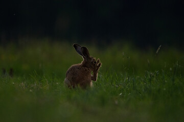 A hare sits alone in a meadow and cleans itself