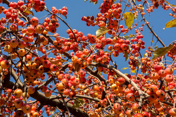 Crab red small apple.