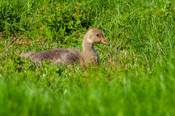 Gosling in green grass. Goose chick grazing in a spring meadow