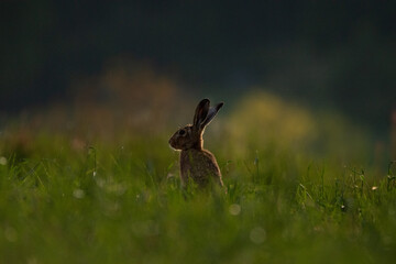 Obraz na płótnie Canvas A brown hare sits alone in a meadow and listens