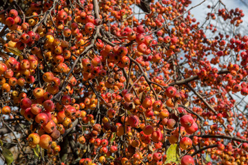 Fototapeta premium Crab red small apple.