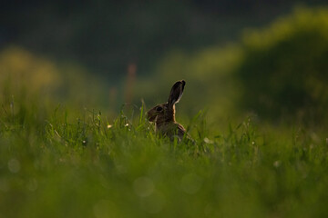 Brown hare in a green meadow