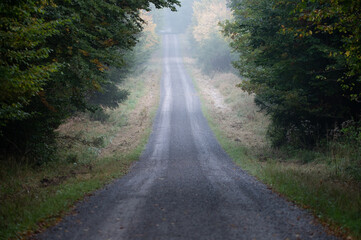 road in the forest