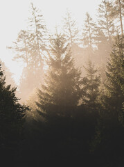 sunrise in the forest