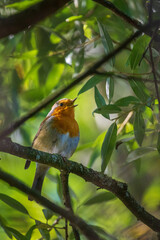 robin in the garden
