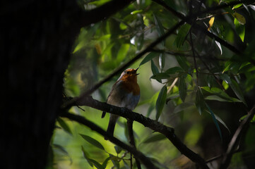 robin in the tree