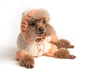 Portrait of a beautiful dog in a plush jumpsuit on a light background