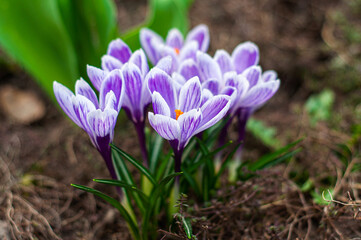 Crocuses King of the Striped. Group of spring flowers close-up on a blurred background.
