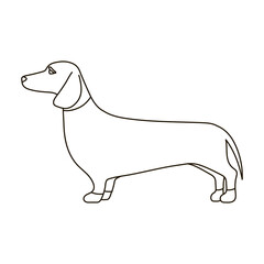 Dachshund vector icon.Outline vector icon isolated on white background dachshund.